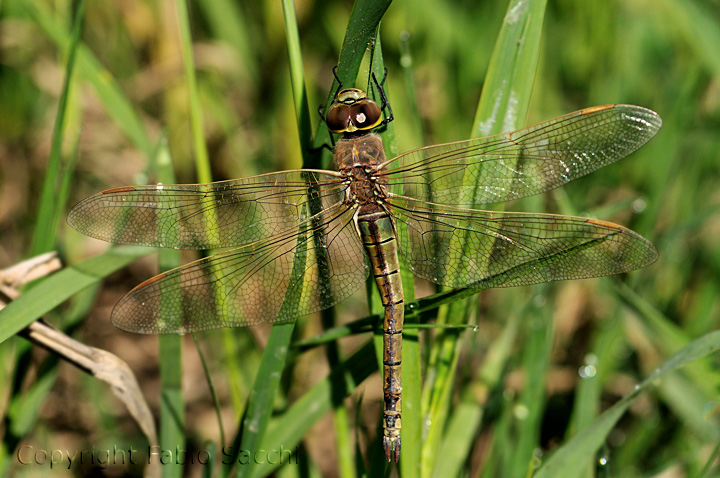 Anax ephippiger,sono arrivate